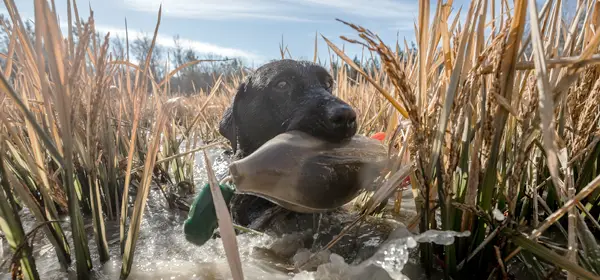 Dog retrieving in water